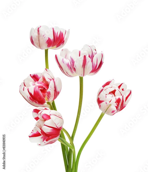 Fototapeta Tulip Flowers