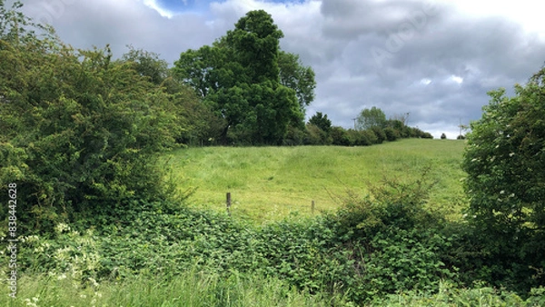 Obraz Farmland with trees, hedges and a grass meadow