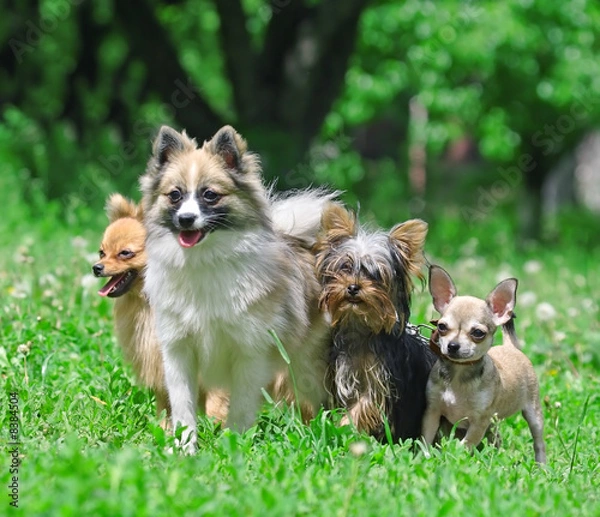 Obraz Group of dogs.