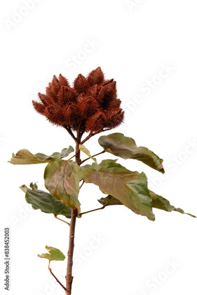 Obraz colorau vermelho