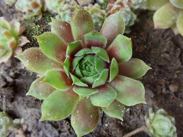Fototapeta Sempervivum close-up, houseleek with light green and pink colored leaves, selective focus