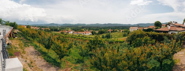 Obraz vineyard in region