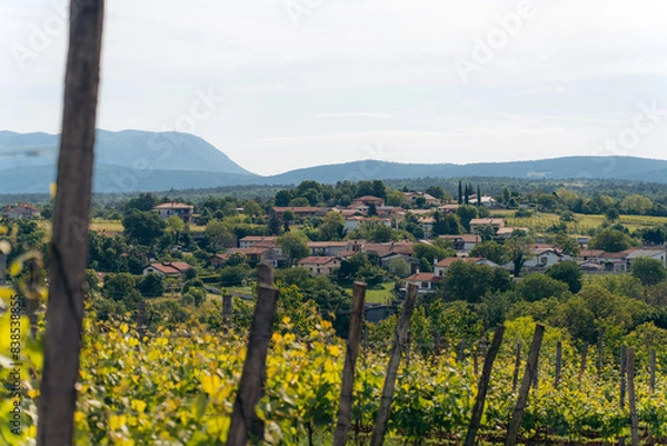 Obraz vineyard in the summer