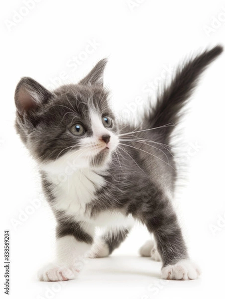 Fototapeta Playful kitten in a moment of curious exploration, white background.