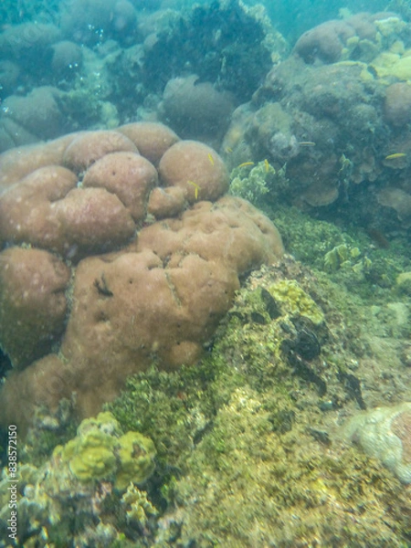 Obraz corales diversos vida marina