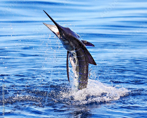Obraz Hooking a Marlin