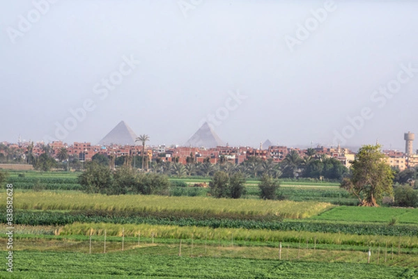 Fototapeta Egyptian Country View with Giza Pyramids at the Horizon