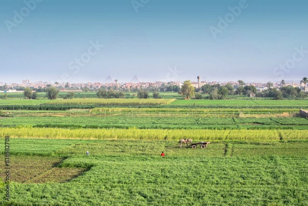 Fototapeta Egyptian Country View with Giza Pyramids at the Horizon