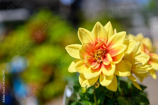 Obraz 黄色とピンクのダリアの花