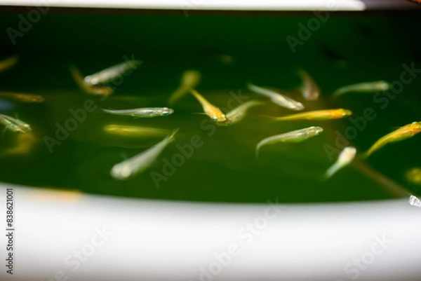 Obraz 水面を泳ぐメダカたち