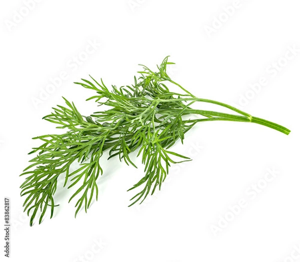Obraz dill isolated on white background