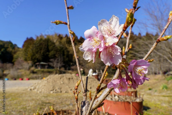 Obraz 春の訪れを知らせる梅の花
