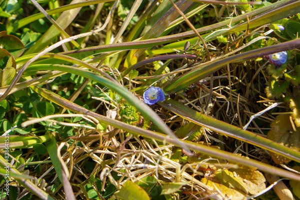 Obraz 草の中に咲く小さな青い花