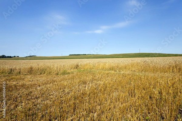 Fototapeta Cut wheat  