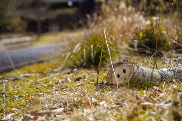 Obraz 豚の鼻のような切り株