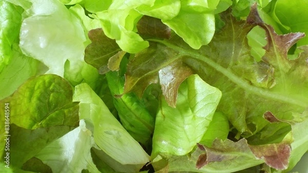 Fototapeta Crisp and colorful, this salad showcases a medley of lettuce varieties - Green Oak, Red Oak, Red Coral, and Butterhead. The vibrant greens pop, inviting you to savor their fresh crunch.
