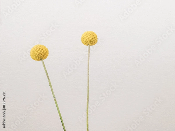 Obraz 丸い黄色の花