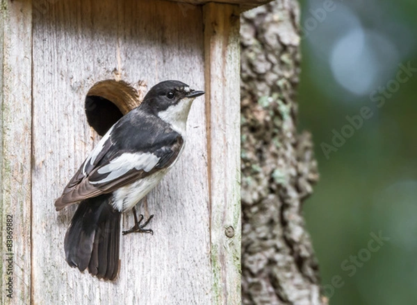 Obraz Flycatcher