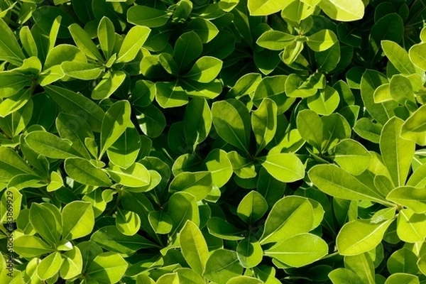 Obraz Pitosforo nano