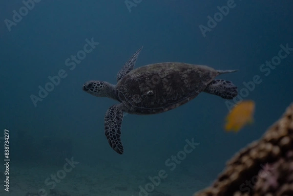 Fototapeta Turtle sea