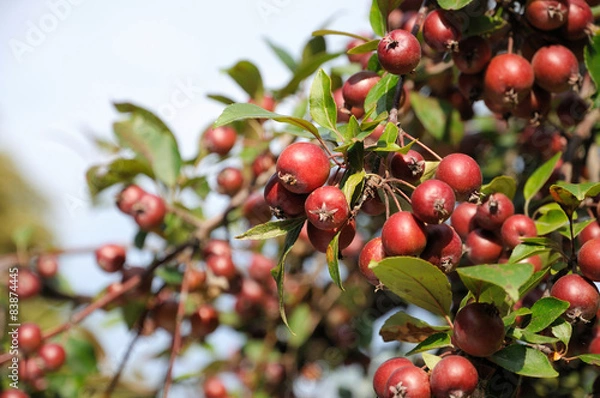 Obraz Wild red apples