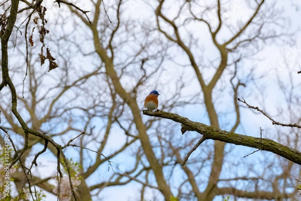 Fototapeta Eastern bluebird in early Spring
