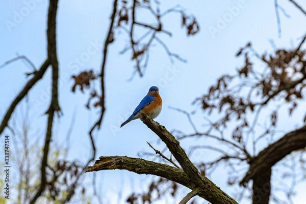 Obraz Eastern bluebird in early Spring