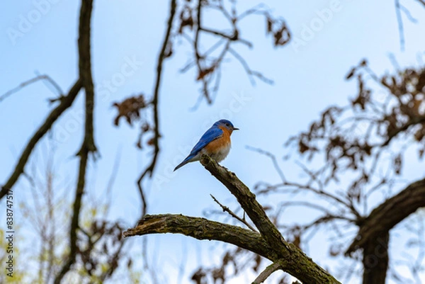 Obraz Eastern bluebird in early Spring