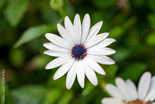 Obraz daisy flower on green