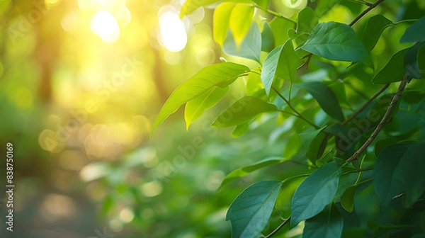 Fototapeta a close up of a tree branch with the sun shining through the leaves.