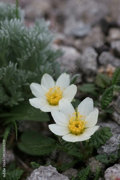 Obraz チョウノスケソウ3