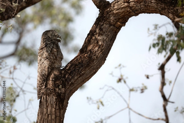 Obraz Owl in disguise