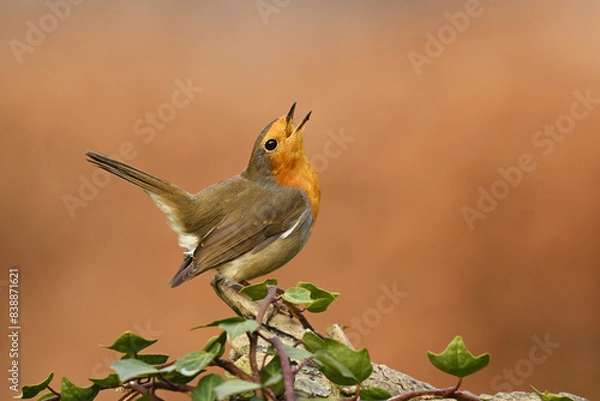Obraz Rotkehlchen (Erithacus rubecula)