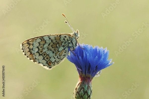 Obraz Wegerich-Scheckenfalter  (Melitaea cinxia)
