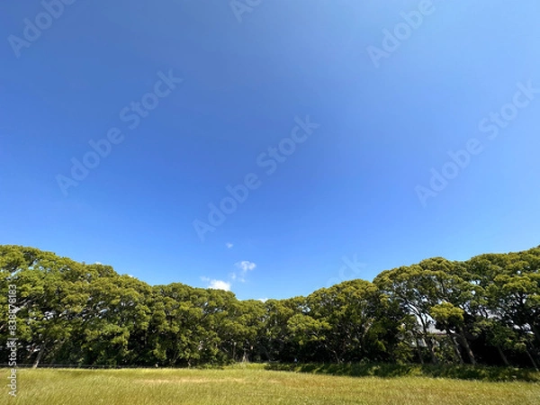 Obraz 青空と緑の木々