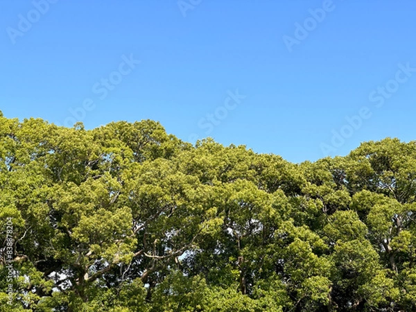Fototapeta 青空と緑の木々