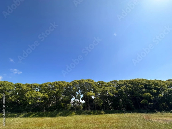 Obraz 青空と緑の木々