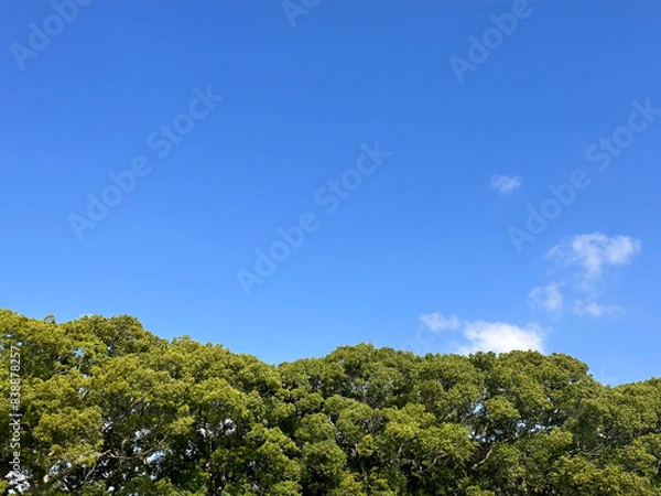 Fototapeta 青空と緑の木々