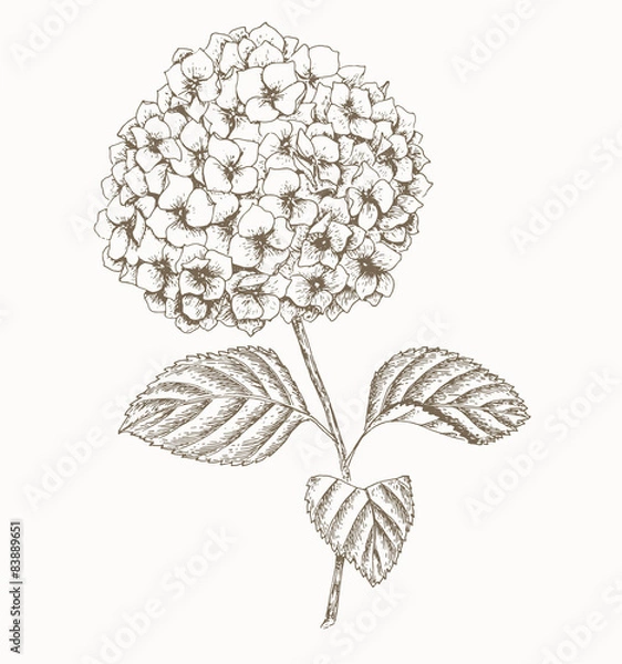 Obraz Hydrangea.
