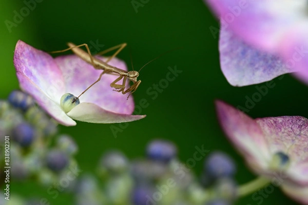 Fototapeta 花と昆虫