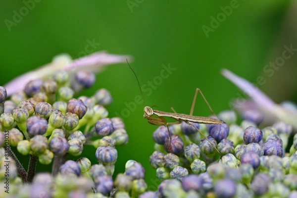 Fototapeta 花と昆虫