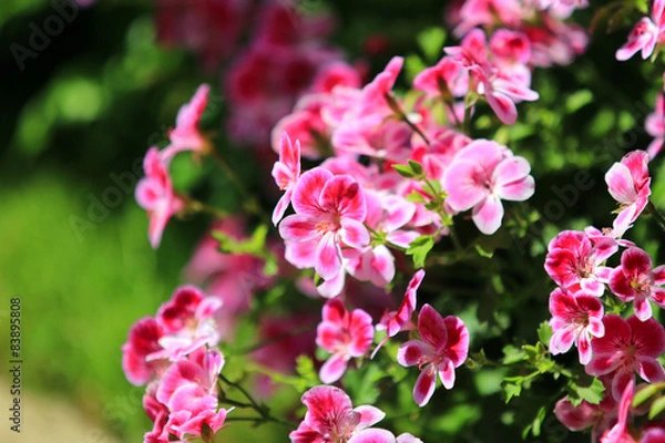 Obraz ぺラルゴニウム