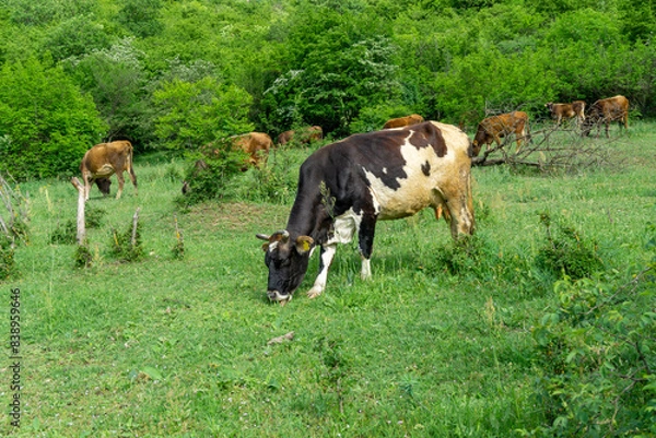 Fototapeta A brown and white cow grazes on the lawn. In the background there are several cows in the bushes