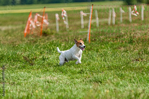 Obraz Dog running and chasing coursing lure on green field at competition