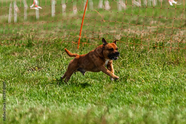 Fototapeta Dog running and chasing coursing lure on green field at competition