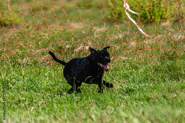 Fototapeta Dog running and chasing coursing lure on green field at competition