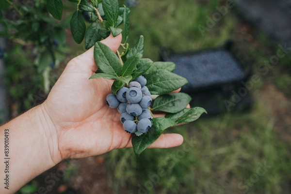 Obraz Man hand inspecting fresh blueberries on a plantation