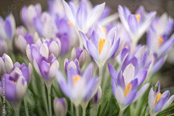 Obraz Purple Crocus - Crocus chrysanthus