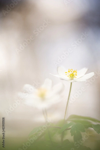 Obraz Anemone nemorosa, a wild plant which blooms in spring .