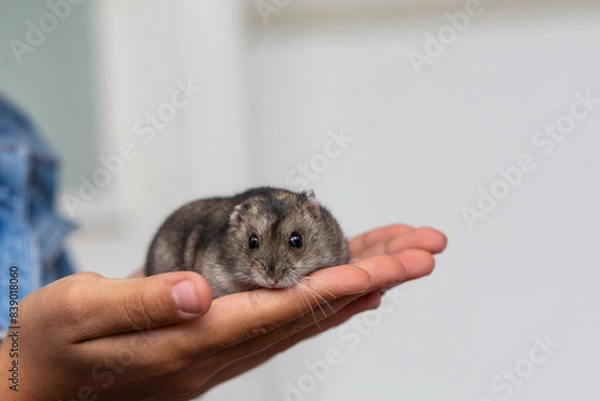 Obraz Close-up of cute hamster on hands